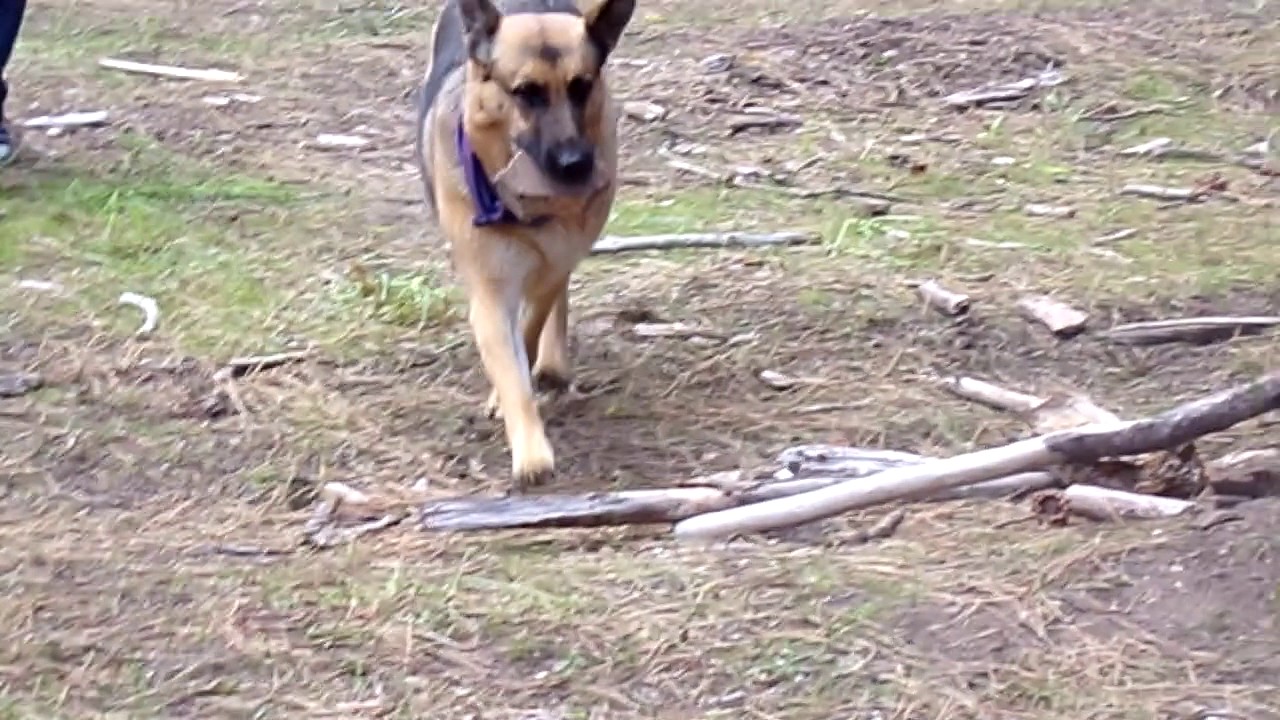 Hilarious Dog Barking At A Rock Youtube