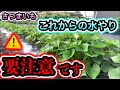 ⚠️さつまいもの水やりは量を間違えると大変なことになります。正しい水やり方法とは？