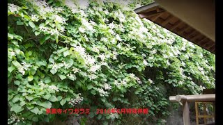 Let's go see the hydrangea Iwagarami of Tokeiji temple in Kamakura