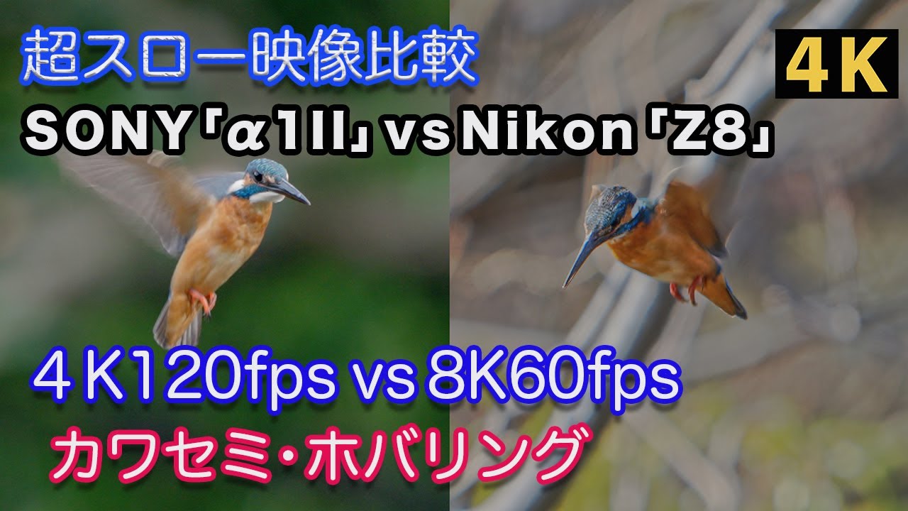 α1II」vs「Z8」【野鳥撮影】カワセミのホバリング「4k120fps」vs
