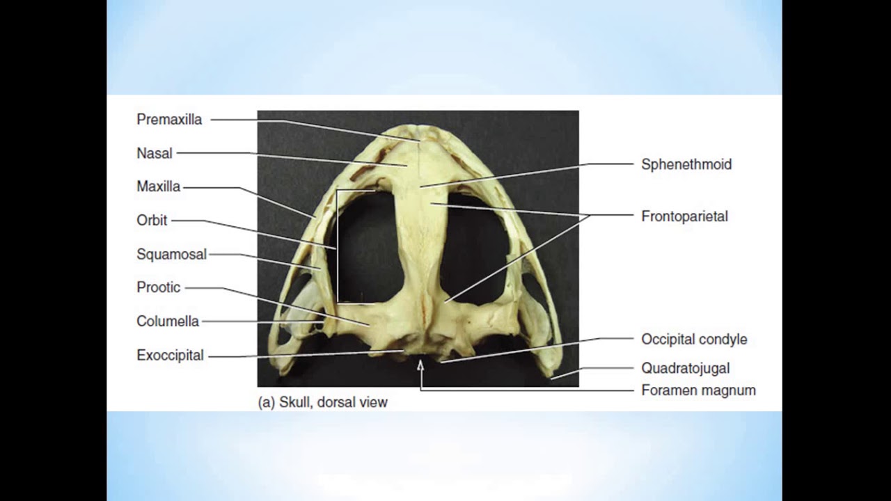 Скелет амфибий. Часть 2 - YouTube