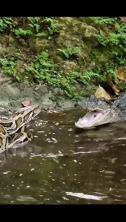 Alligator vs Python #shortvideo - YouTube