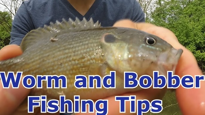 Best 5 Lures for Bluegill and Panfish - Tips and Techniques 