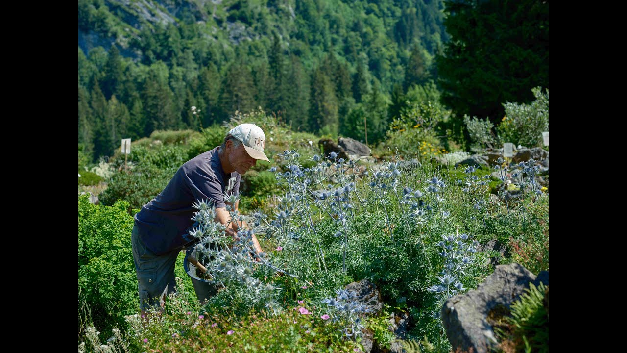 Les métiers de la montagne : François Bonnet, Botaniste dans les Alpes Vaudoises