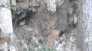 Buitre leonado Salto del Gitano