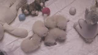 11 DAYS SCOTTISH BABY KITTENS and their cat mom #kitten #adorable #asmr #scottishcat #cutecat