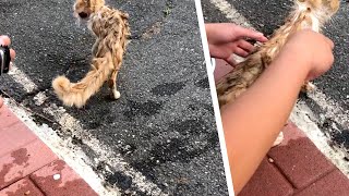 男性は車道でこの動物を見つけて恐れをなした。しかし1週間後、彼はある決断する