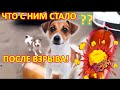 Собака и Кега, что стало с ней? Что стало с собакой после взрыва кеги?Выжила ли собака после взрыва?