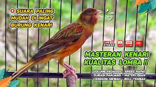 Download Lagu Kenari GACOR NGEREK‼️ Masteran Kenari PAUD dan Pancingan Kenari MACET BUNYI dan Betina NGIWIR - 212 MP3