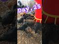 Starting a Poultry Farm Business with Just 100 Chicks | Day 25 | #vlog #minivlog #poultryfarming