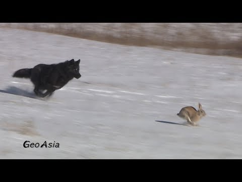 Wolf,  The wolf hunting of the rabbit