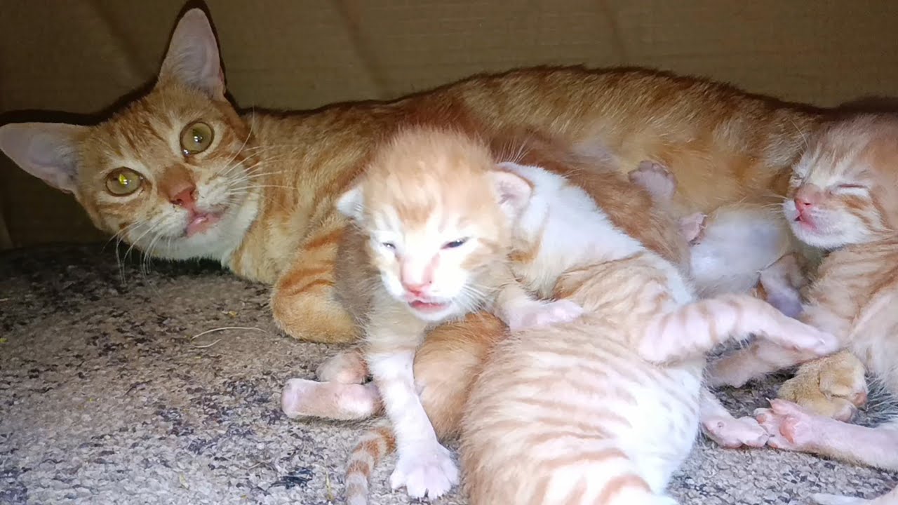 Cute kittens not seeing clearly yet in their orange mother cat's lap