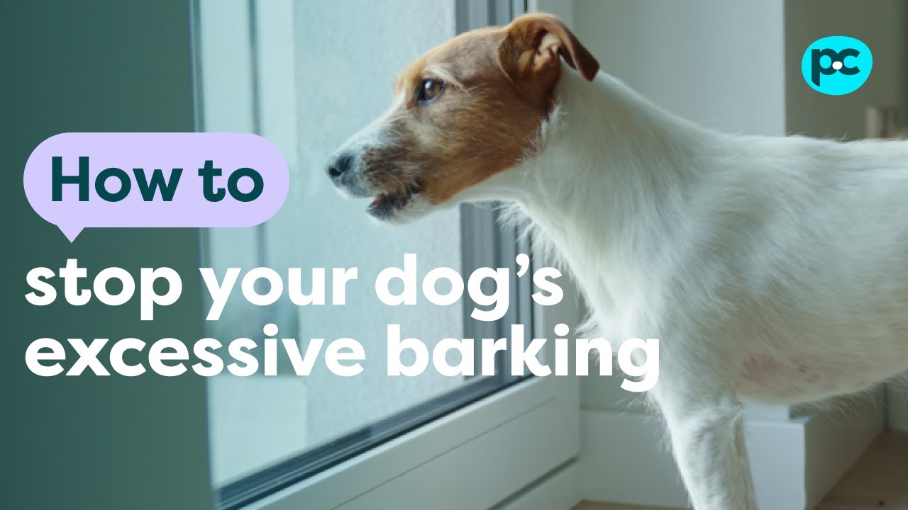How to Stop a Dog from Barking Excessively: Proven Tips