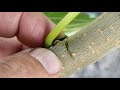 grafting a tree with one eye Прививка Почкой летом  bud graft