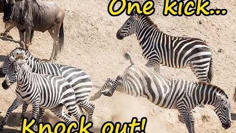 Zebra knocks out wildebeest with a single kick!