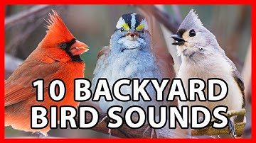10 Common Backyard Bird Songs of the Eastern US