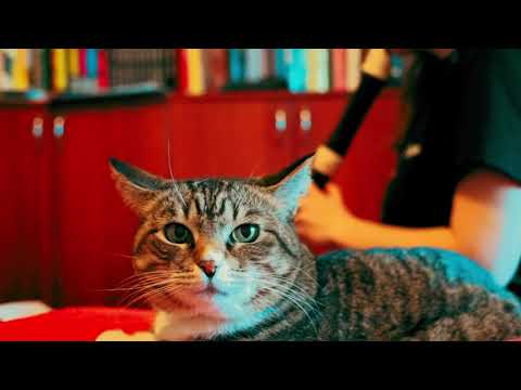 Stella's Departure (Spiritfarer) recorder cover