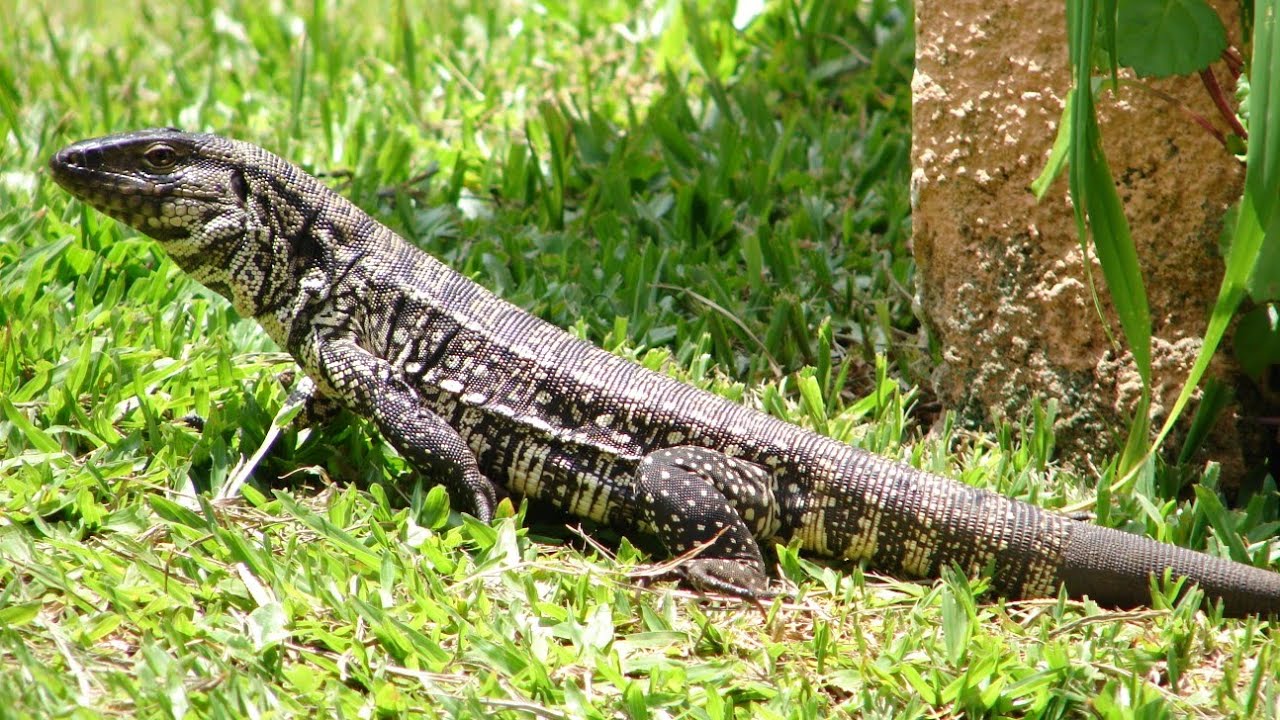 Lagarto Tei Selvagem YouTube Lagarto Tei Selvagem YouTube