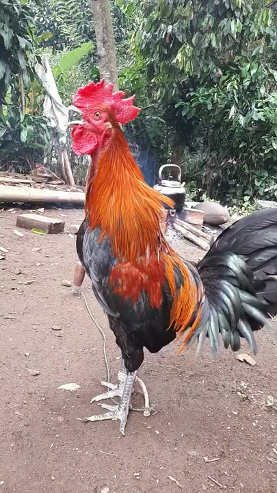 Ayam ketawa Pagaralam sumsel
