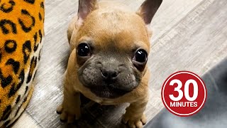 30 Minutes of the World's CUTEST Puppies!