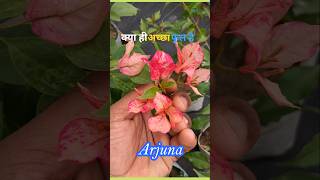 Most Beautiful Color Bougainvillea plantinfo arjuna