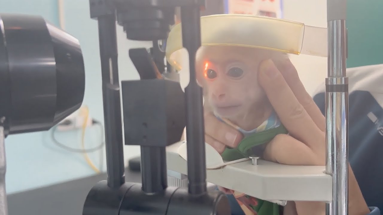 My Eye Doctor Monkey Junction