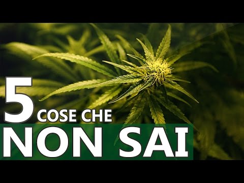Video: La Cannabis è Kosher? Tutto Quello Che Devi Sapere