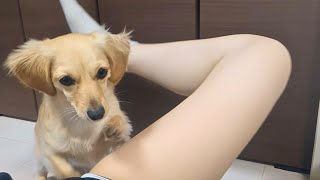 When a girl is doing yoga stretches, a cute dog comes up to her.