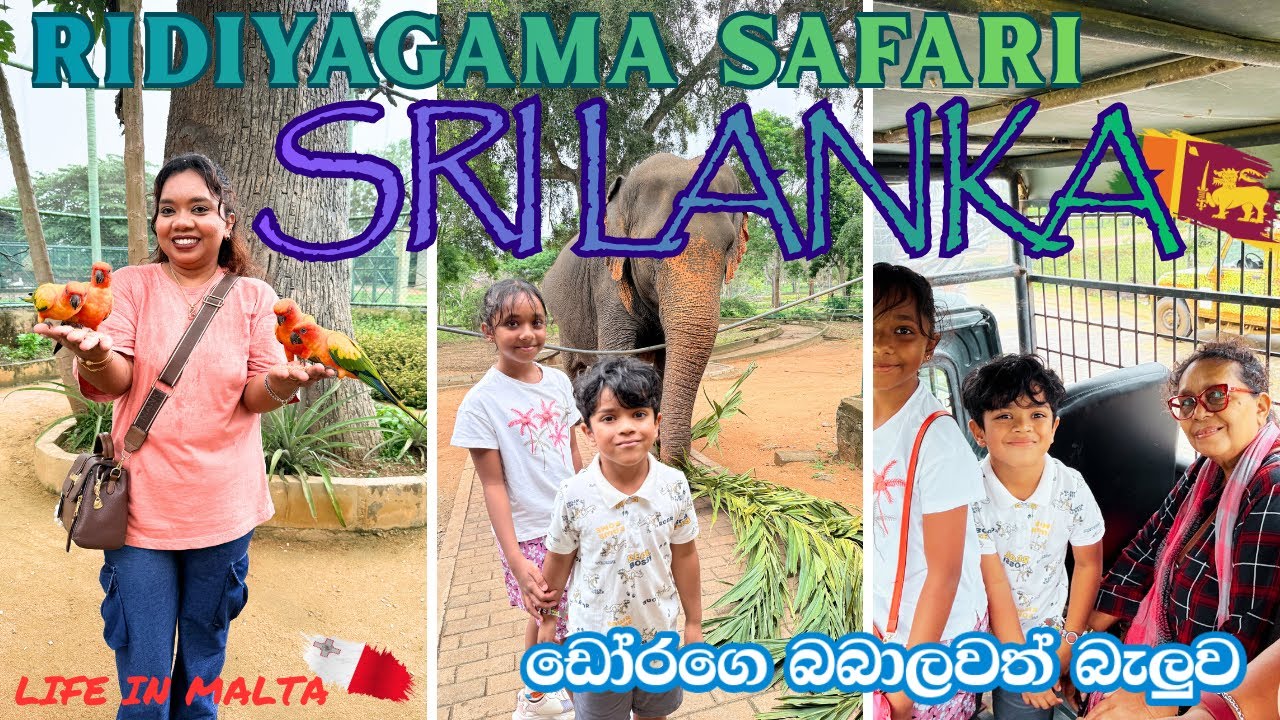 Ridiyagama Safari Sri Lanka I ලංකාවෙ ගෙවුනු ලස්සන දවස්❤️  #fypシ゚viral
