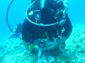 Diving in Hvar, Croatia - Playing with Ornate &amp; Rainbow Wrasse Fish