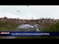 გვწამლავენ ცოცხლად - რა ვითარებაა ე.წ. ნიკეას ნაგავსაყრელზე