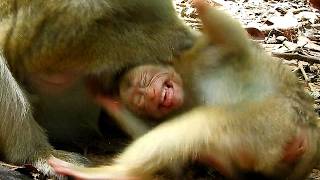 Baby monkey asks get milk, mother denies its requesting on ground.