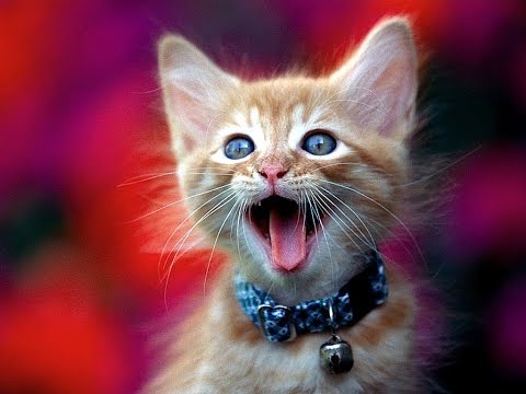 Животные Юмор Они разговаривают! Смех!