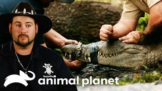 Crocodile Rescues | Gator Boys | Animal Planet