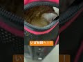 お盆だしこてっちゃんと秋田へ向かうぜ#shorts #虎徹#煉