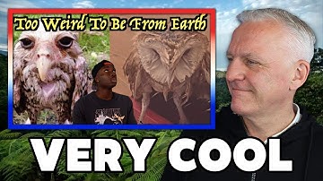 Why This Bird Could Be a Threat to International Security REACTION | OFFICE BLOKES REACT!!