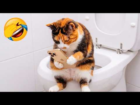 Try Not To Laugh 😂 Best Funny Cats and Dogs Videos 2026 😺🐶 Part 26