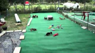 Roxies Doxies luv their carpeted back yard.