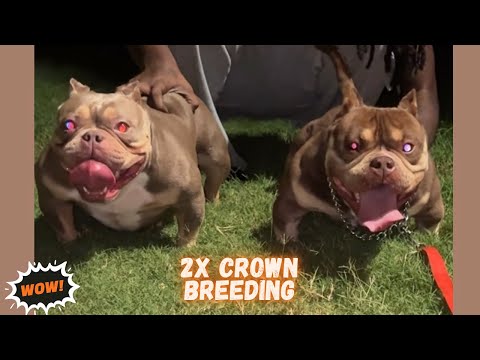 Baby Drank 2x Crown Live Breeding Went Down thumbnail