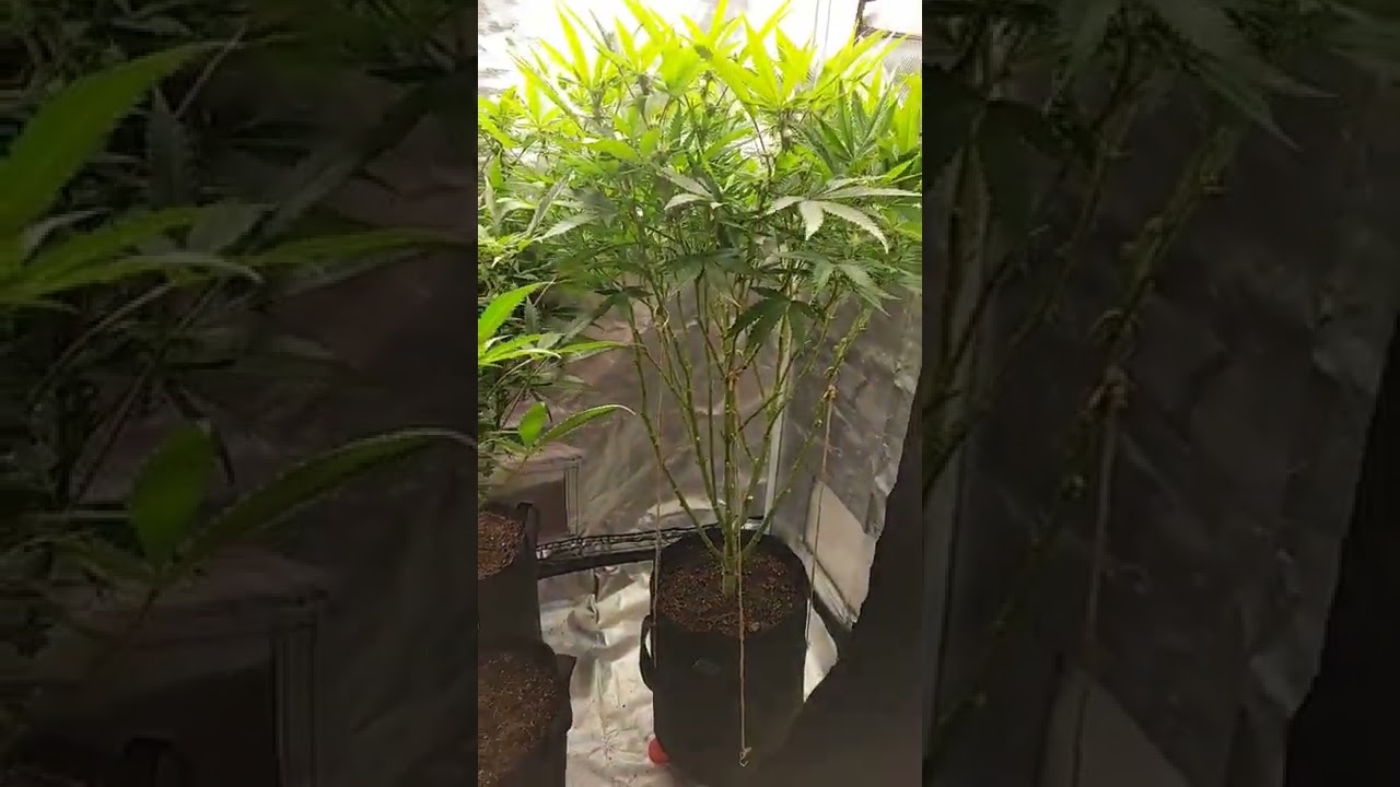 how to lollipop plants