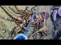 Diving under the sea to catch eels, crabs and sea cucumbers | Part 72-2
