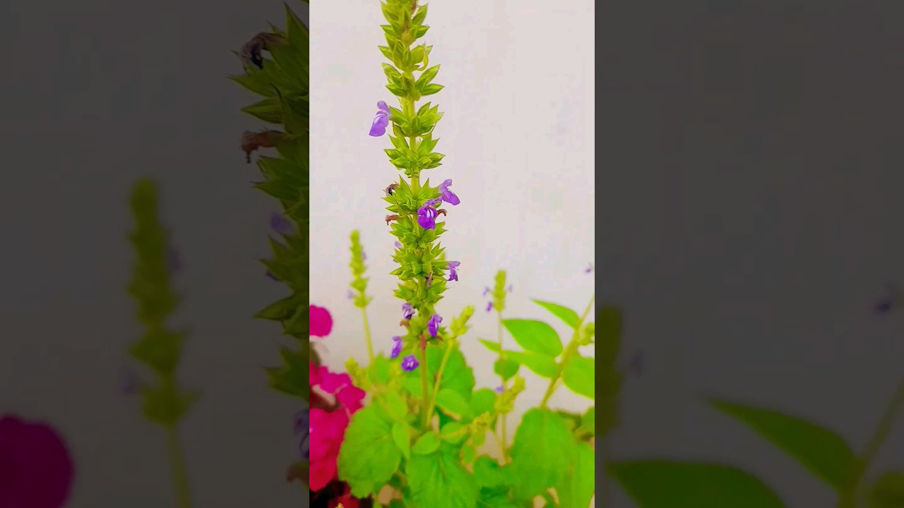Chia seeds flower plant How to grow chia seed in pot Chia seeds ke