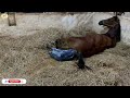 Horse giving birth compilation 🐴