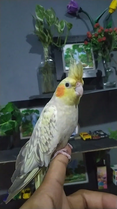 #cockatiel #birds #parrot #pets #cute #falk #parkitaustralia #parkit #burung #cockatielsound #animal