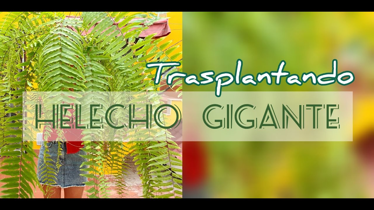Trasplantando mi Helecho Gigante/Jardín Suculento