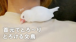 【文鳥寝る】首元でとろけるようにお餅になる文鳥【文鳥と暮らすvol.058 】Javasparrow