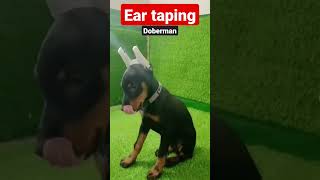 Ear taping in Doberman Puppy