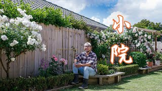 经过几年的摸索 终于把自家花园整的像点样子了,带你来瞧瞧My little garden with some roses