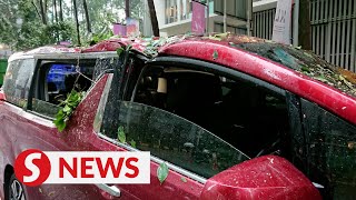 Jln Pinang tree mishap: Motorist and motorcyclist escape unscathed