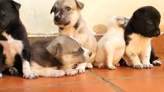 Cute puppies has 36 days old they are like to play very sleepy